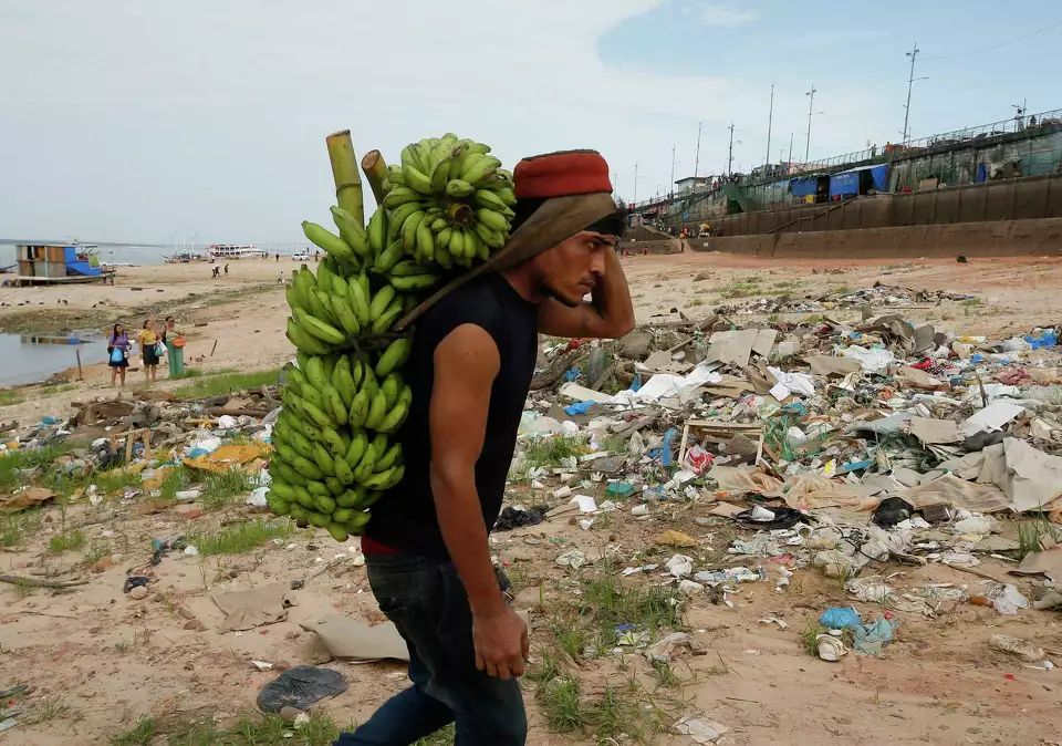 A porter walks across the dry, exposed riverbed of the Negro River, carrying a large bunch of bananas on his back at the Manaus port during severe drought.